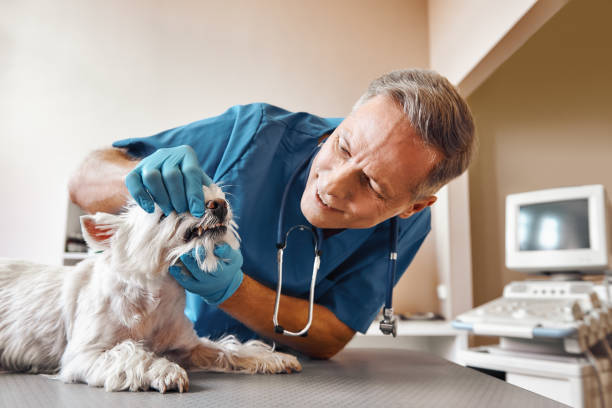 Best Mobile Emergency Dentist in Marion, KS